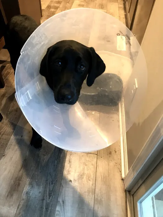 Skyline Veterinary Clinic Picture 2