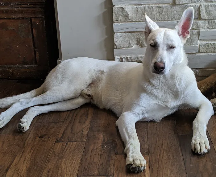 Skyline Veterinary Clinic Picture 5