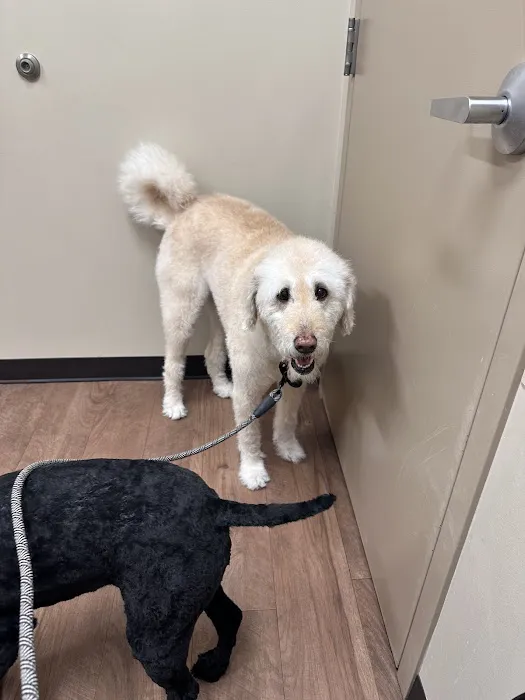 Skyline Veterinary Clinic Picture 7