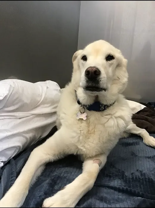 Skyline Veterinary Clinic Picture 9