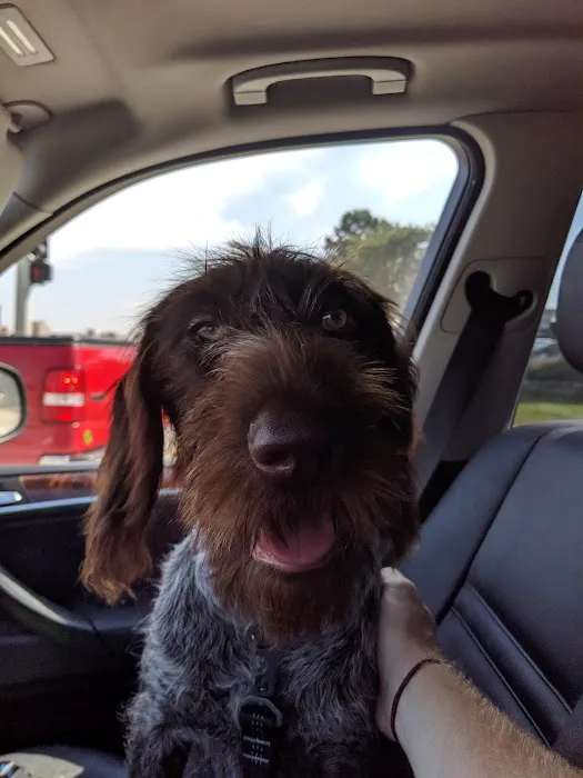 All About Pets Veterinary Center Picture 2