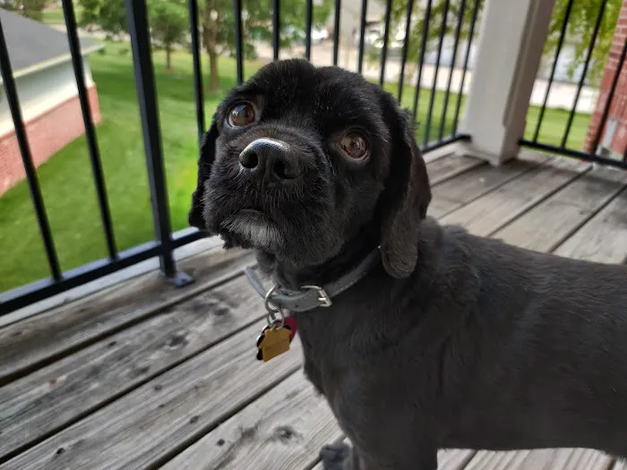 All About Pets Veterinary Center Picture 1