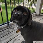 All About Pets Veterinary Center