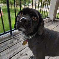 All About Pets Veterinary Center ico