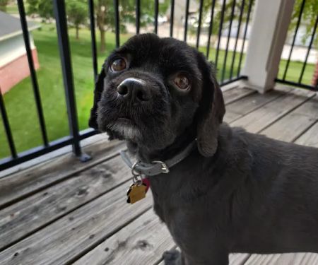 All About Pets Veterinary Center