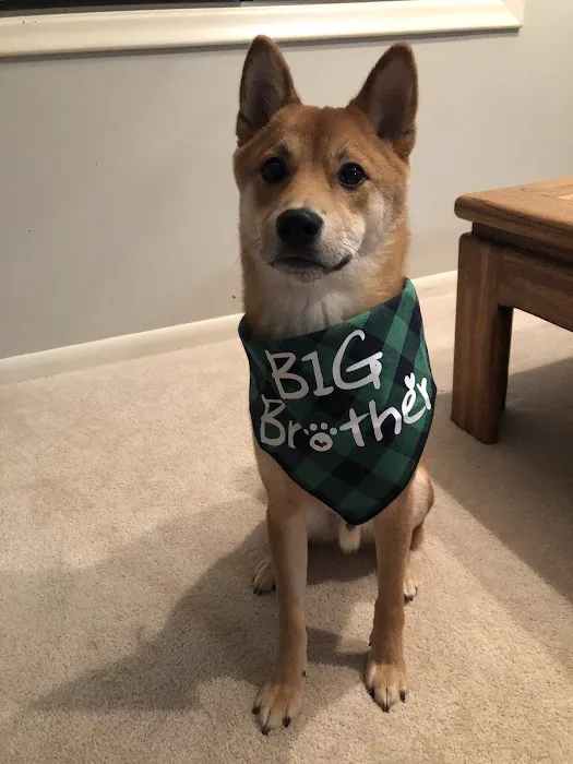 All About Pets Veterinary Center Picture 4