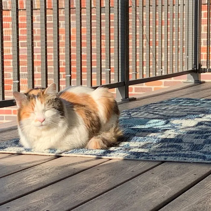 All About Pets Veterinary Center Picture 5