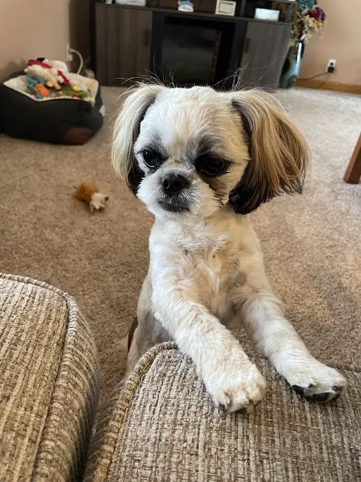 The Pet Clinic Picture 5