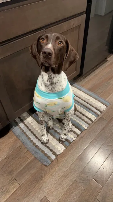 The Pet Clinic Picture 3