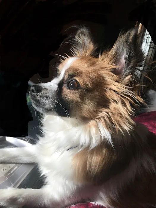 The Pet Clinic Picture 6