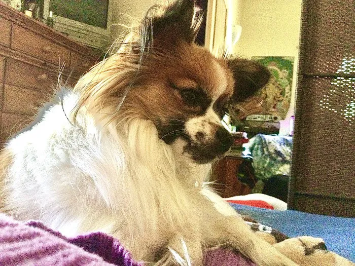 The Pet Clinic Picture 7