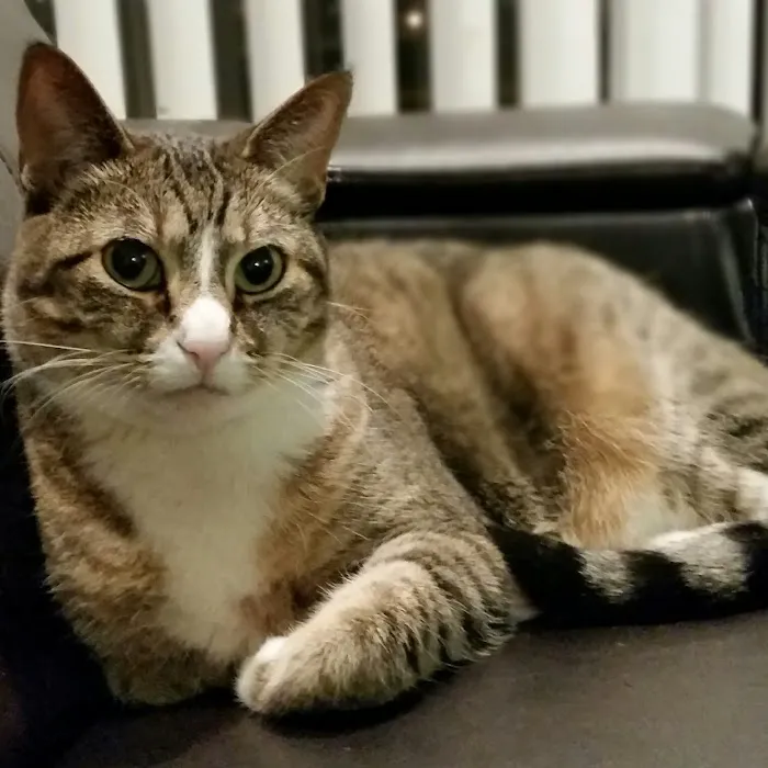 The Pet Clinic Picture 9