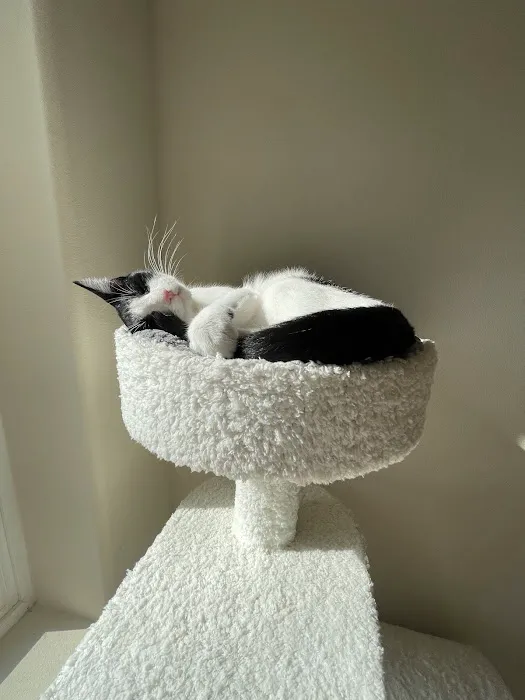 The Ridge Veterinary Clinic Picture 1