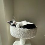 The Ridge Veterinary Clinic