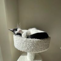 The Ridge Veterinary Clinic ico