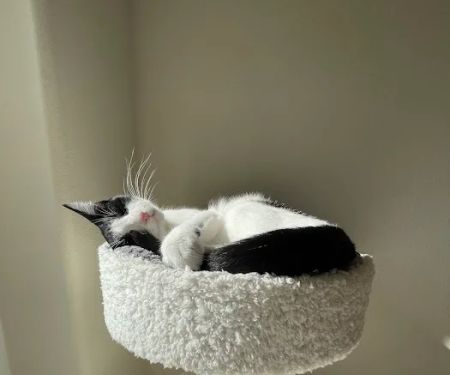 The Ridge Veterinary Clinic