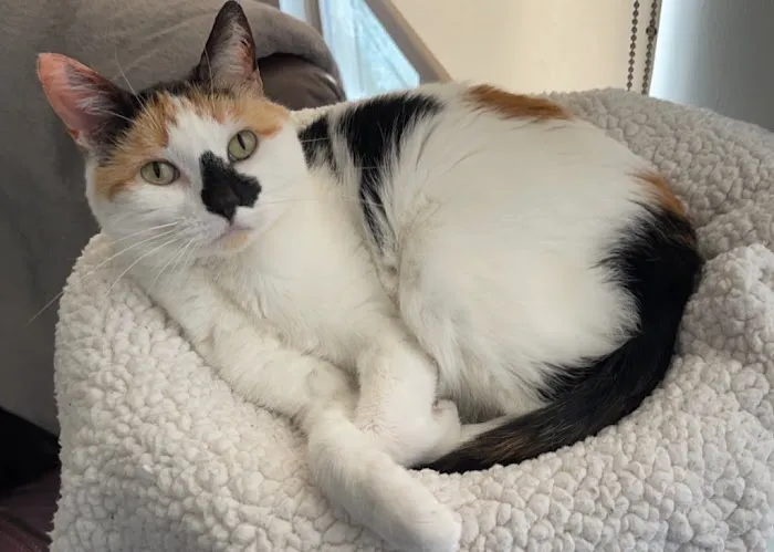 The Ridge Veterinary Clinic Picture 2