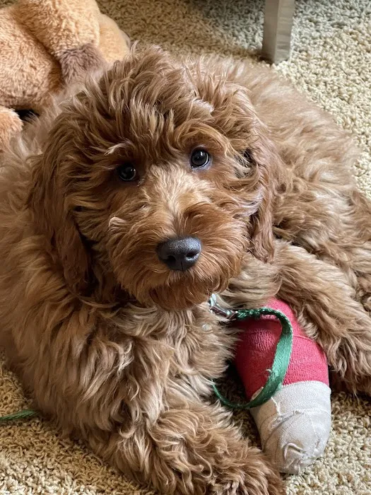 The Ridge Veterinary Clinic Picture 3