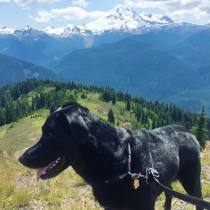 The Ridge Veterinary Clinic Picture 4