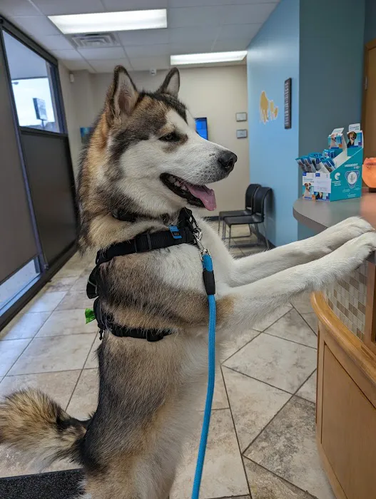 The Ridge Veterinary Clinic Picture 6