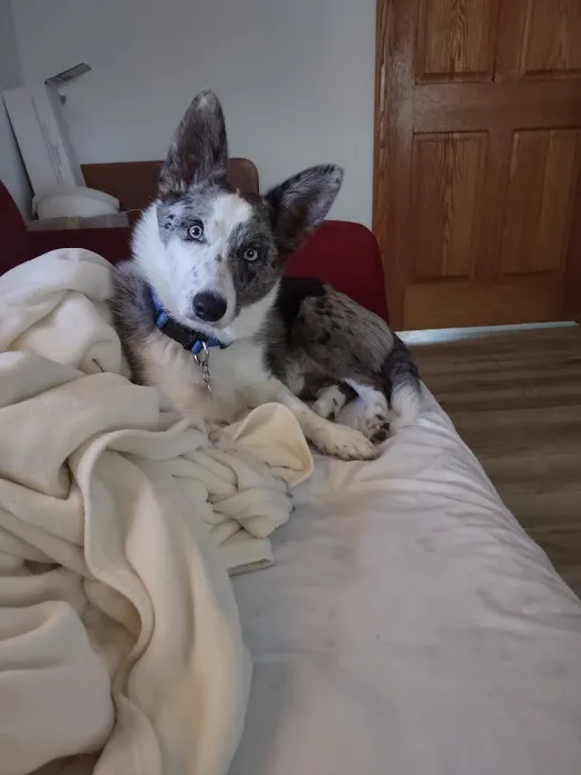 Willis Animal Clinic Picture 2