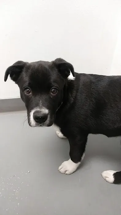 Willis Animal Clinic Picture 1