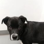 Willis Animal Clinic