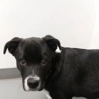 Willis Animal Clinic ico