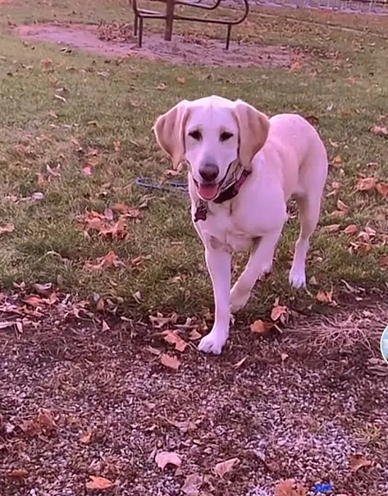 Willis Animal Clinic Picture 8