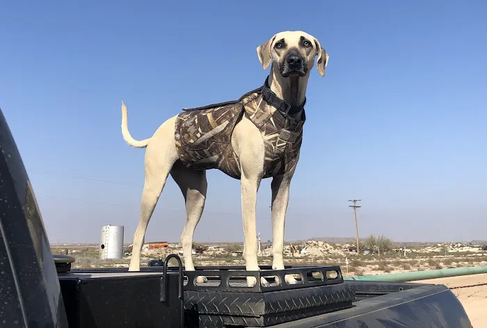 Willis Animal Clinic Picture 3