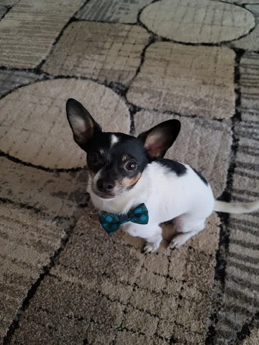 Willis Animal Clinic Picture 6