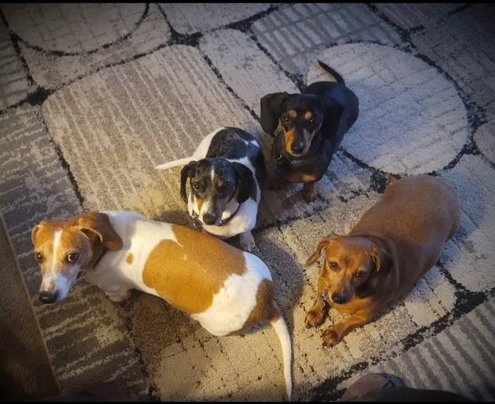 Willis Animal Clinic Picture 10