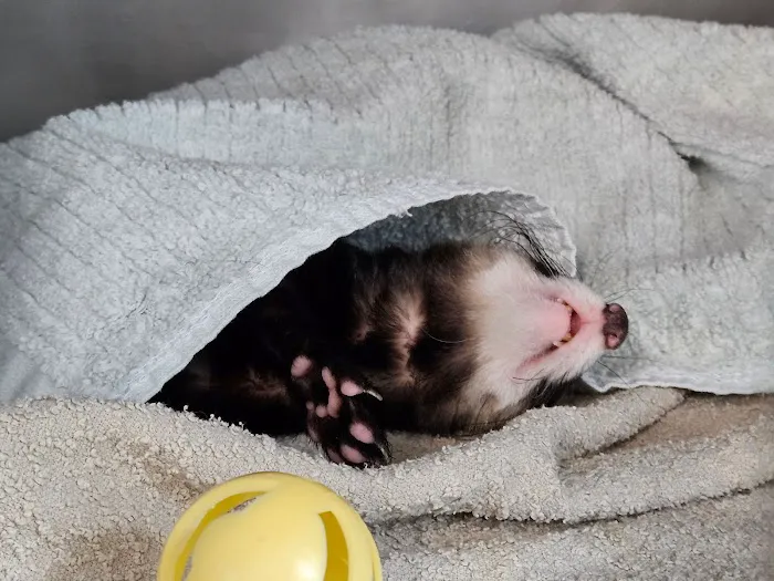 Vital Animal Veterinary Clinic Picture 2