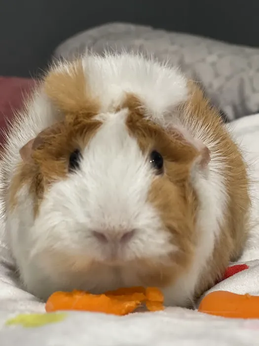 Vital Animal Veterinary Clinic Picture 1