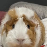 Vital Animal Veterinary Clinic ico