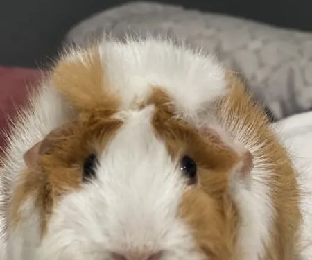 Vital Animal Veterinary Clinic