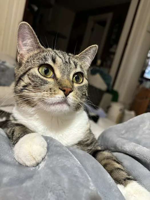 Vital Animal Veterinary Clinic Picture 6