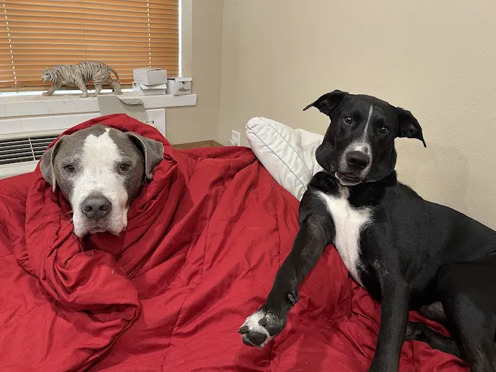 Vital Animal Veterinary Clinic Picture 3