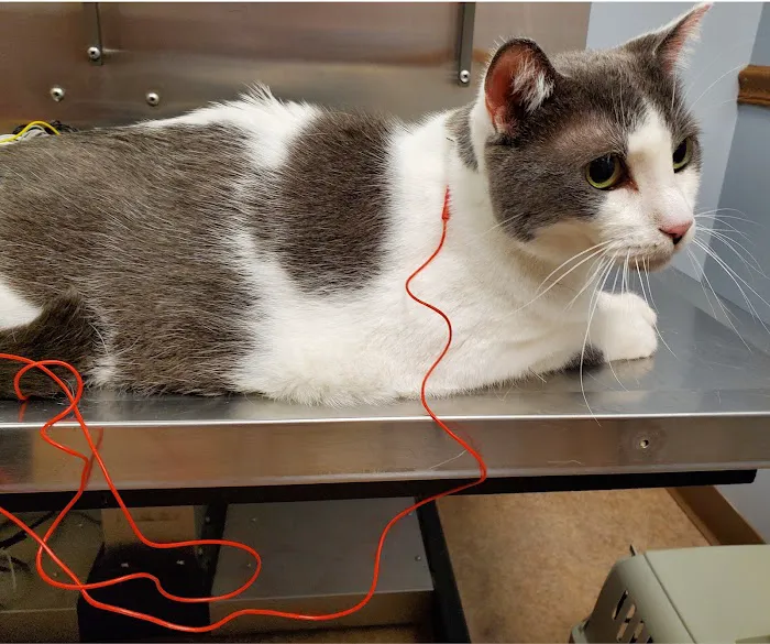 Vital Animal Veterinary Clinic Picture 4