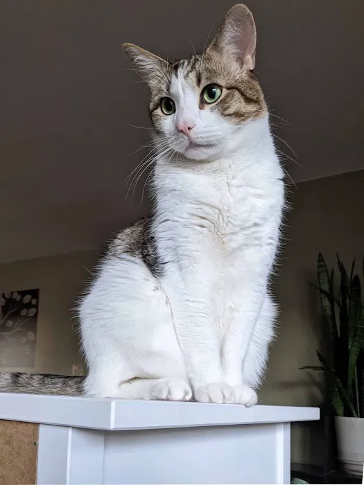 Vital Animal Veterinary Clinic Picture 7