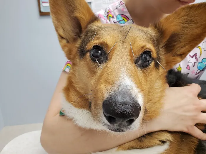 Vital Animal Veterinary Clinic Picture 8