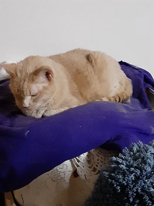 Sioux Nation Pet Clinic Picture 4