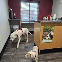 Sioux Nation Pet Clinic ico
