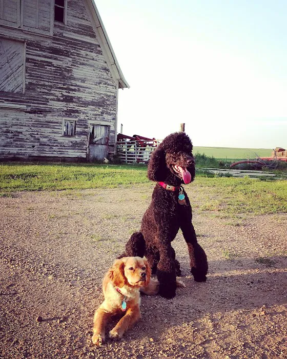 Prairie Creek Pet Hospital Picture 6