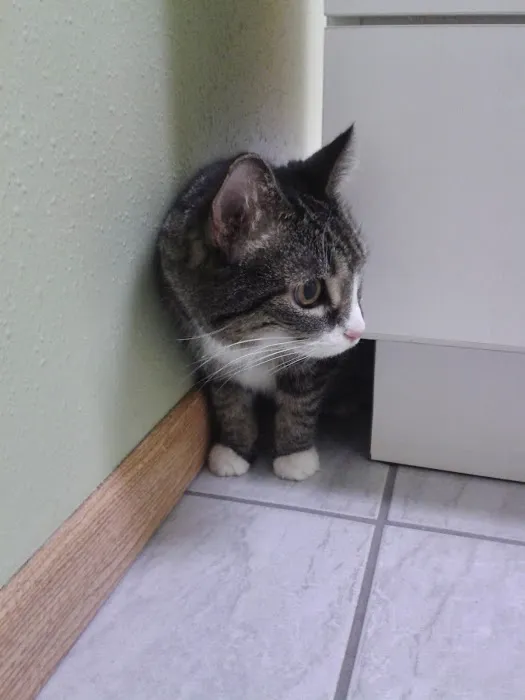 Prairie Creek Pet Hospital Picture 9