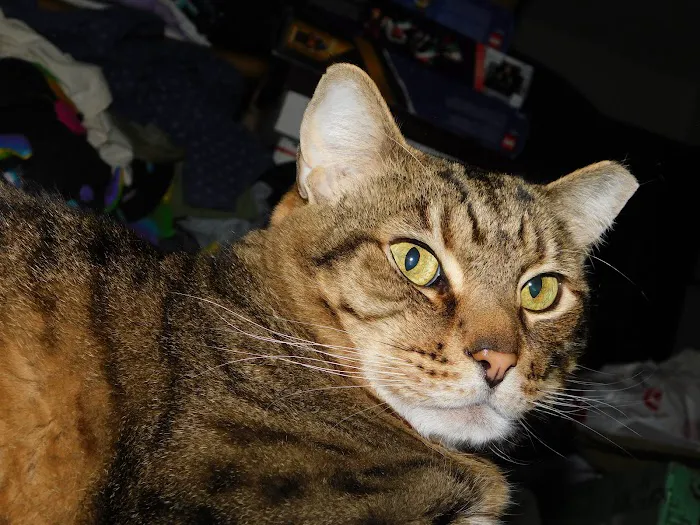 All City Pet Care West Picture 1