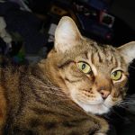 All City Pet Care West