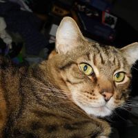 All City Pet Care West ico