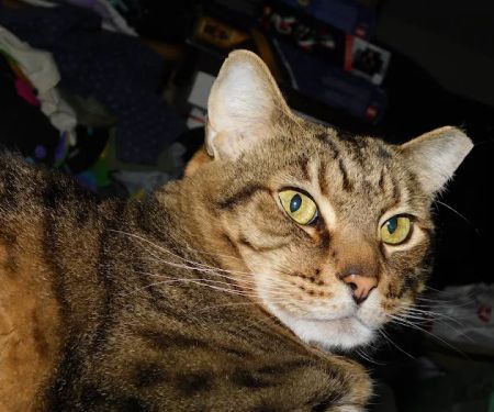 All City Pet Care West