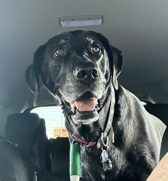 All City Pet Care West Picture 3